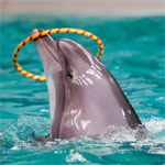 Дельфинарий Dolphinarium