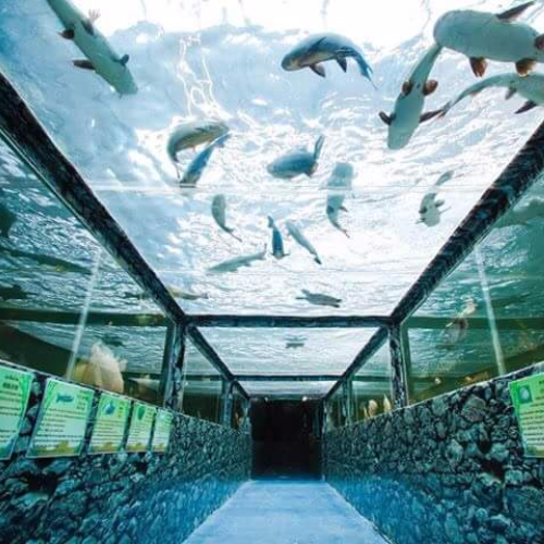 Океанариум Monsters Aquarium