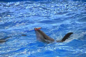 Дельфинарий Dolphinarium