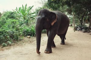 Ферма слонов в Паттайе