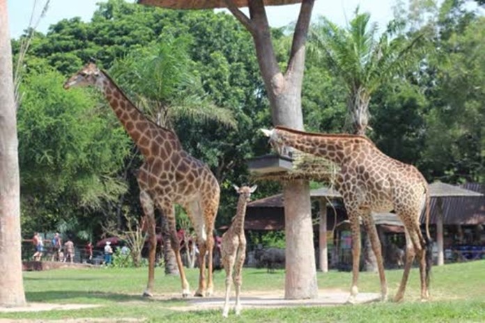 В зоопарке Кхао Кхео родился жираф