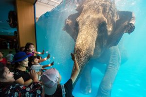 Подводное шоу слонов