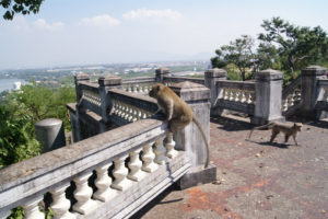Гора обезьян Khao Sam Muk