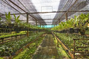 Ферма Орхидей Siriporn
