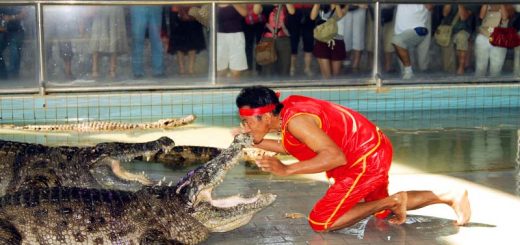 Шоу крокодилов в Паттайе