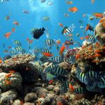 Коралловые рифы и экзотические рыбки
