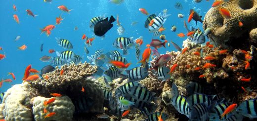 Коралловые рифы и экзотические рыбки